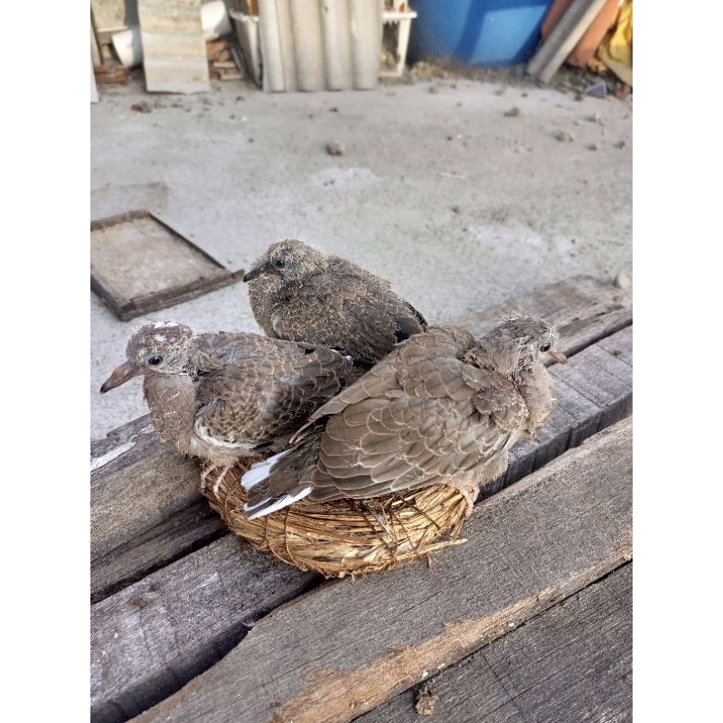 lolohan tekukur warna alam harga per ekor