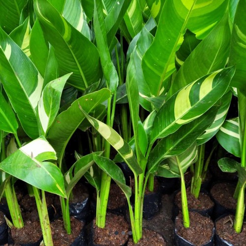 Tanaman Heliconia Varigata Tanaman Pisang Heliconia Varigata