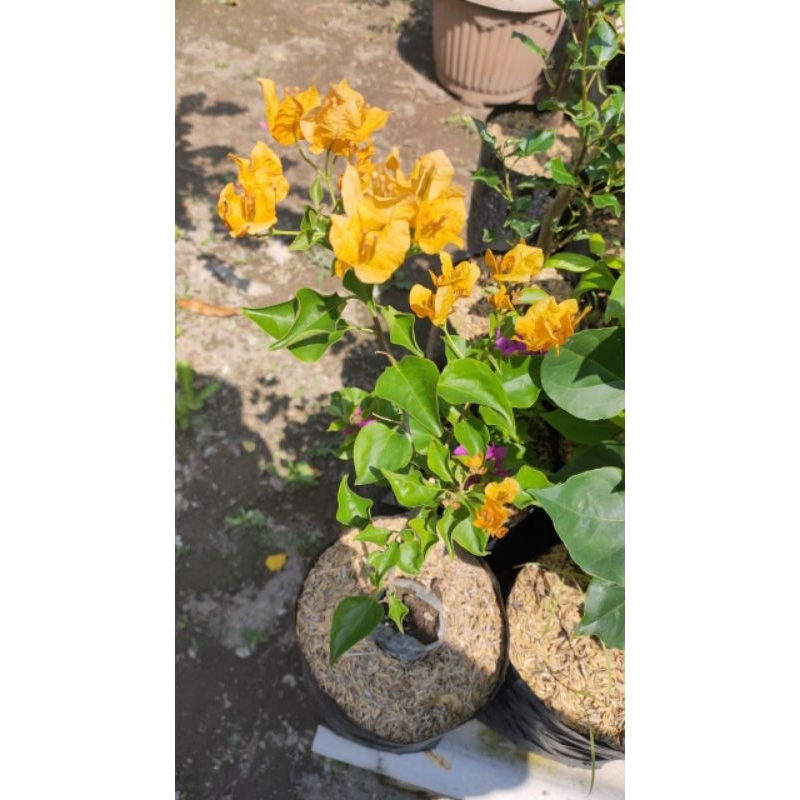 BOUGENVILLE MONALISA KUNING