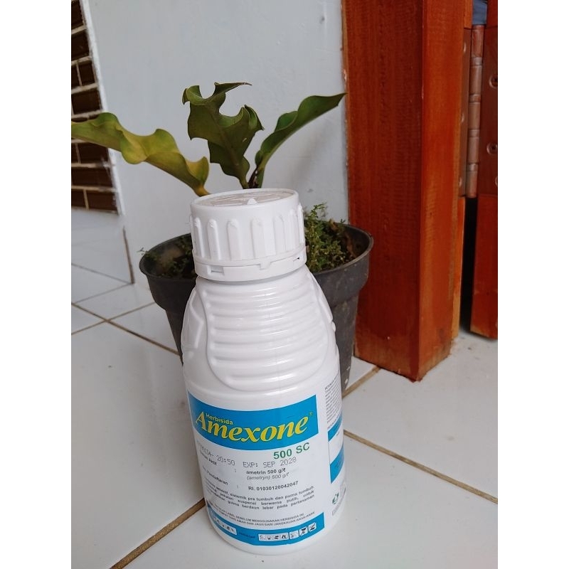 AMEXONE 500 sc obat pertanian herbisida pembasmi rumput liar