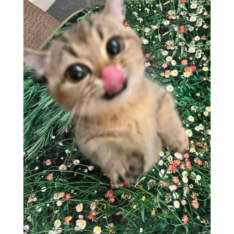 

Buku lucu
