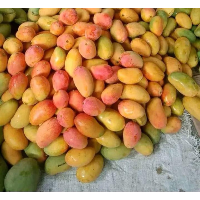 

Mangga Podang Gunung Suluhan Masak Pohon Berat 1 Kg