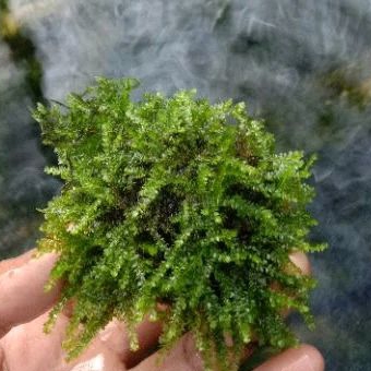 mos weping wabikusa tanaman mos aquascape mos akuarium