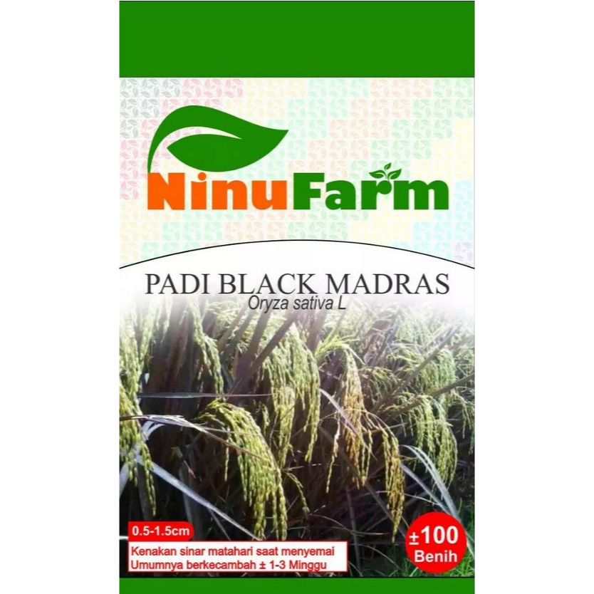 BENIH PADI HITAM MADRAS - BLACK MADRAS PADDY - NINUFARM - 100 BUTIR