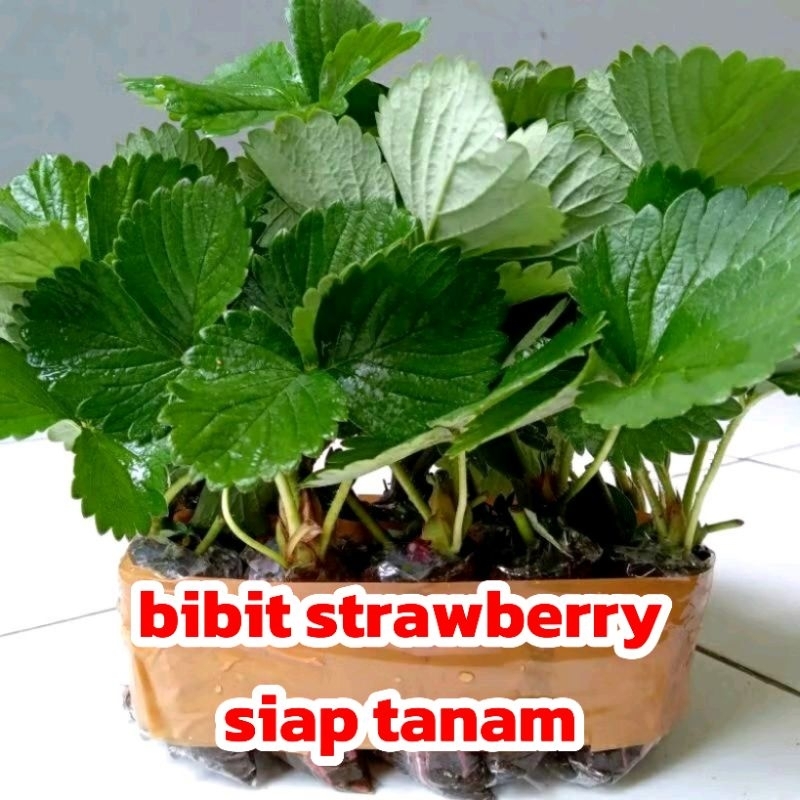 

Bibi strawberry jenis mencir unggul isi 10 pohon