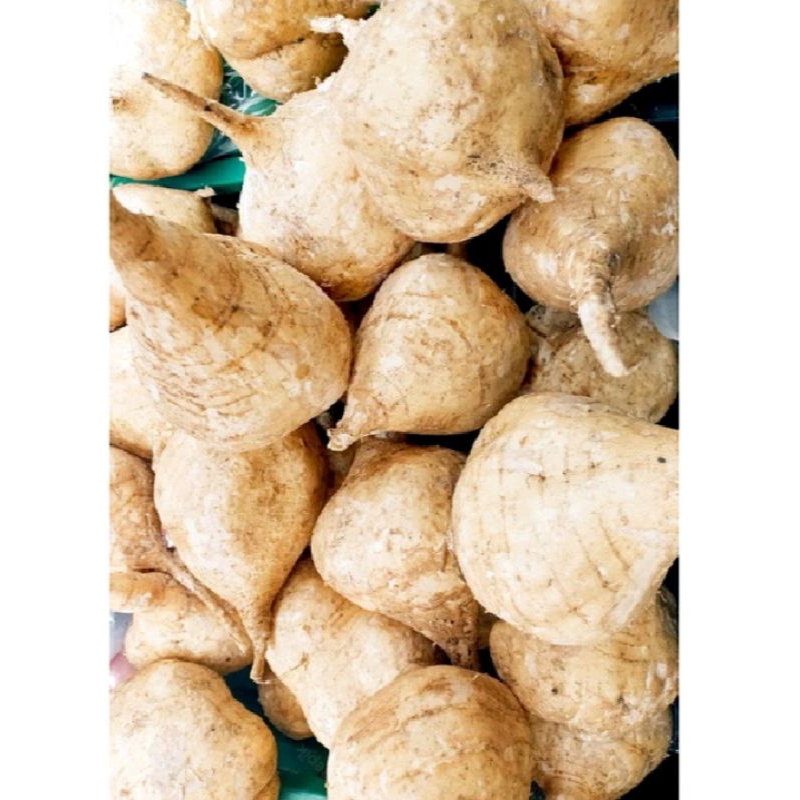 

Bengkoang 500 gr-1kg