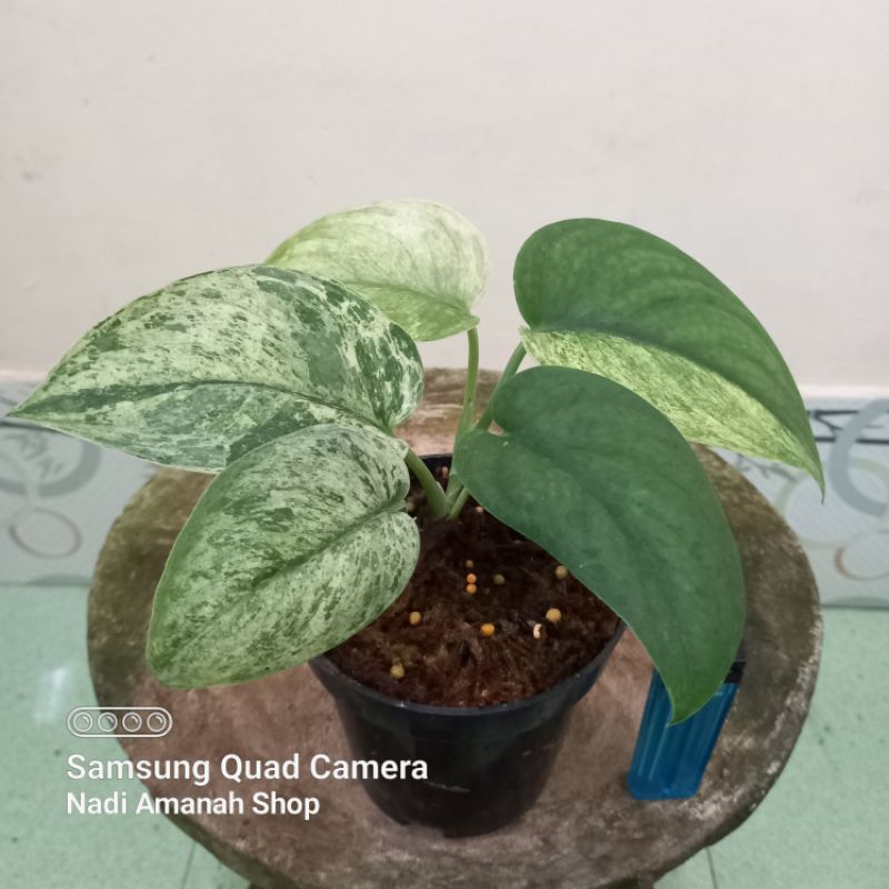 Tanaman Hias Scindapsus Marble Queen