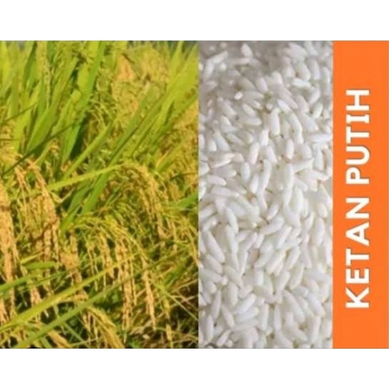 Benih padi ketan putih bibit ketan putih super 500 gram-az