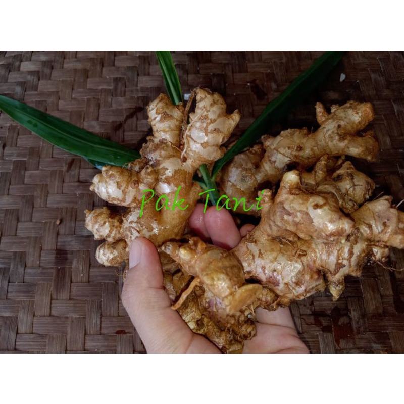 

Jahe Segar _ Jahe Fresh _ Jahe Emprit 500 gr