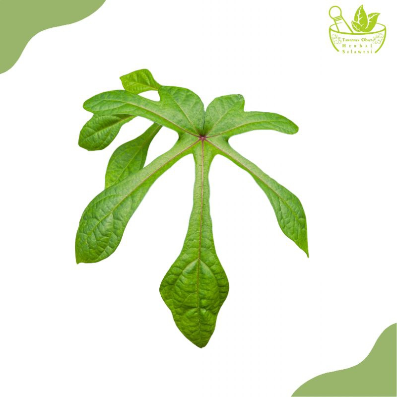 

Daun Gedi Serat Merah Segar (250 Gram)