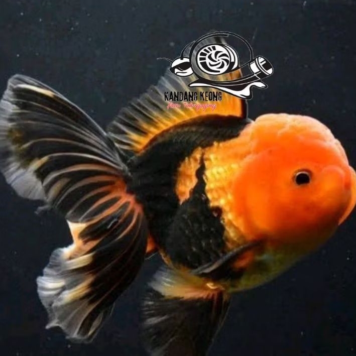 Pewarna black gold bg oranda bagong hiasan aquarium