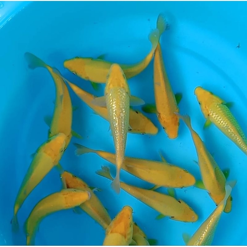 ikan koi chagoi karashi ginrin dan non ginrin - Random