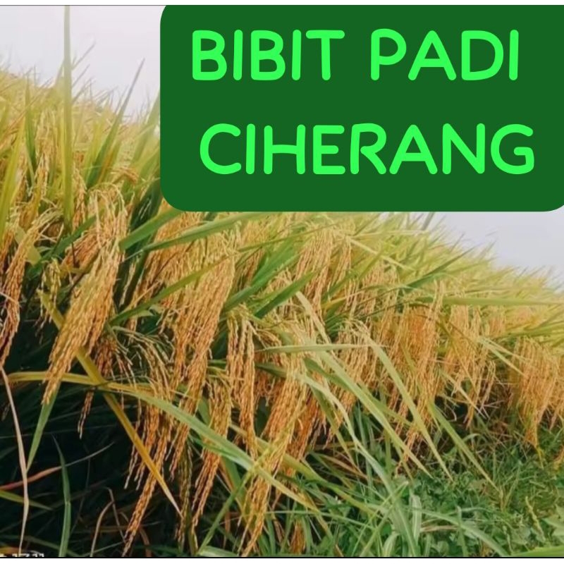 BIBIT PADI CIHERANG SUPER                   Kemasan 10 Kg