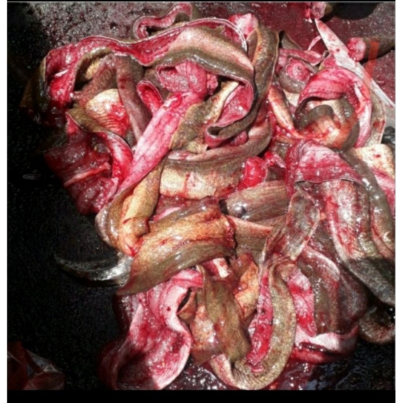 

Belut di buang tulang/1kg