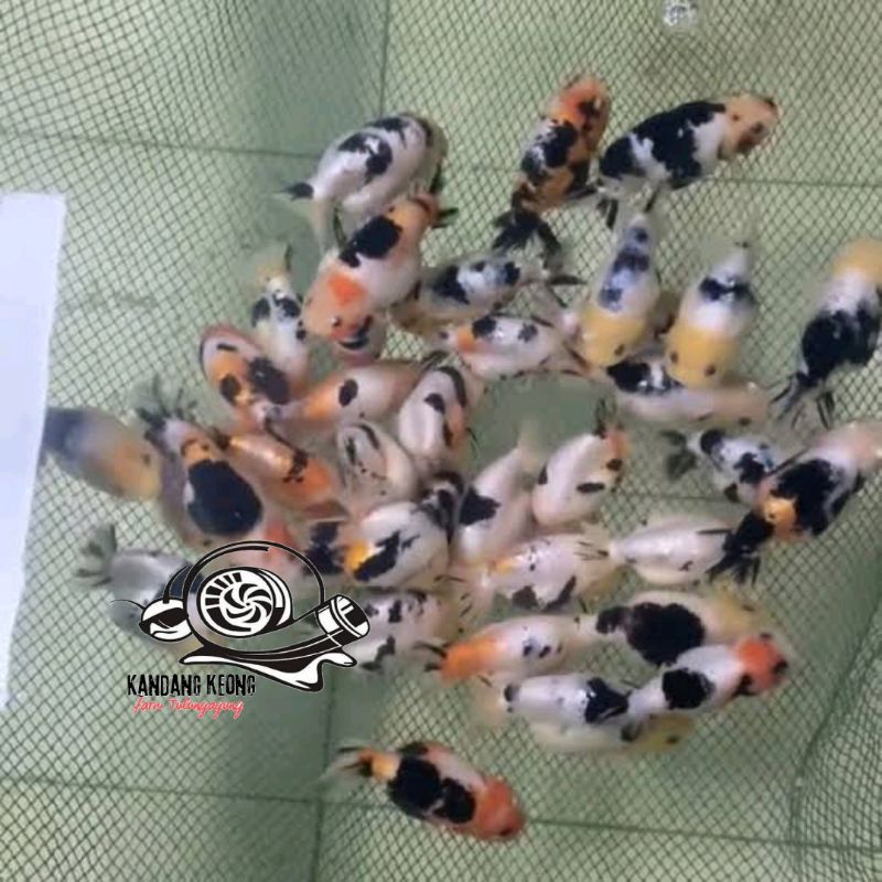 Aksesoris akuarium cow sapi ranchu hiasan import