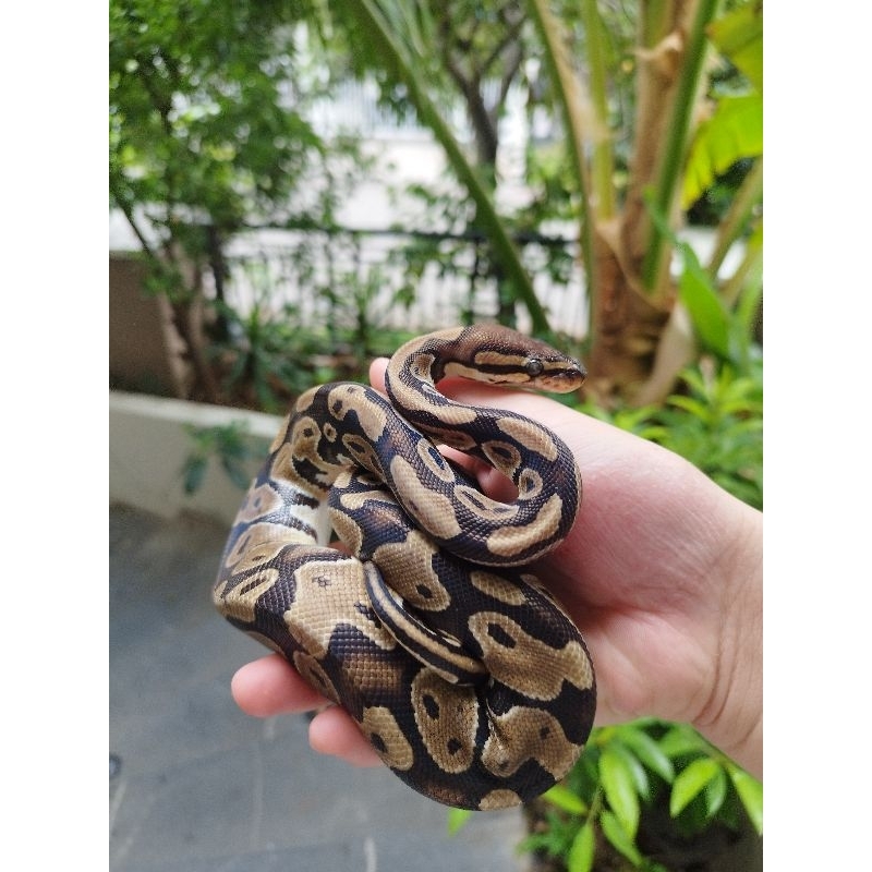 MAINAN BALL PYTHON NORMAL JUVE NO MINUS JINAK ULAR BOLA PITON