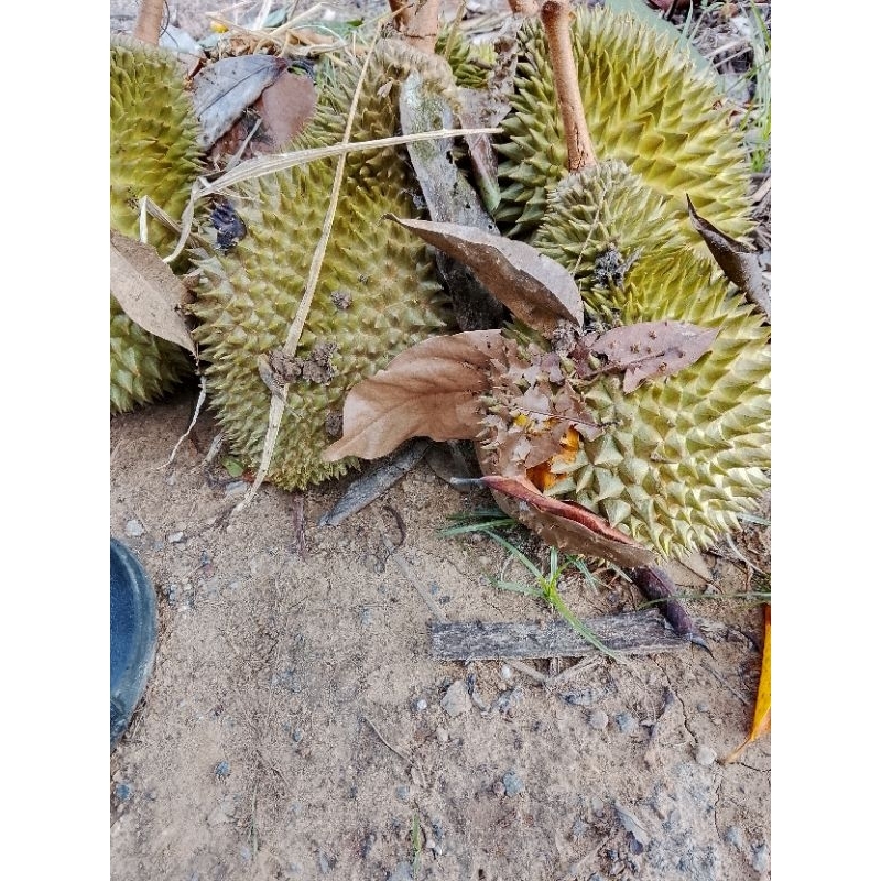 

durian asli jambi, kumpeh