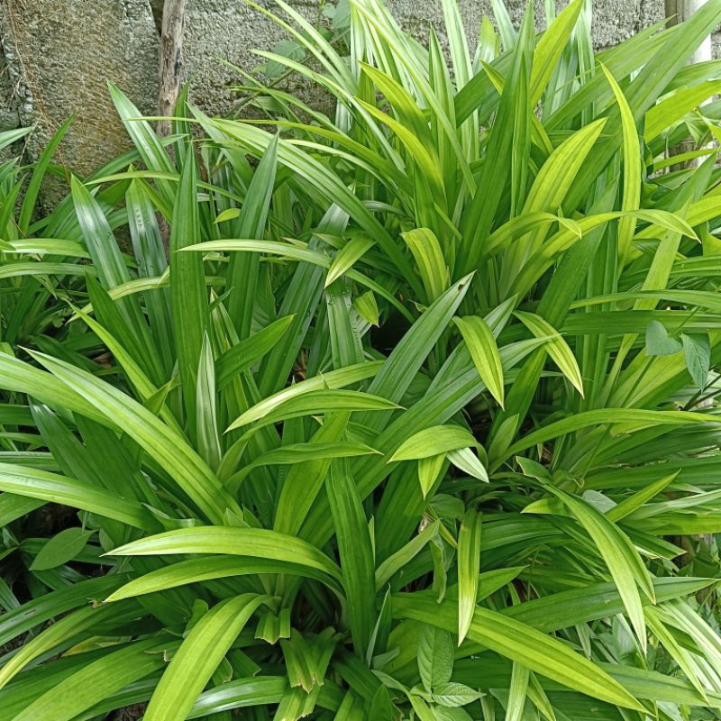 

DAUN PANDAN FRESH 200 GRAM