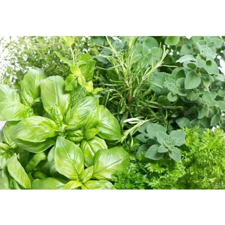 

Macam-Macam Rempah Segar / Herbs Fresh