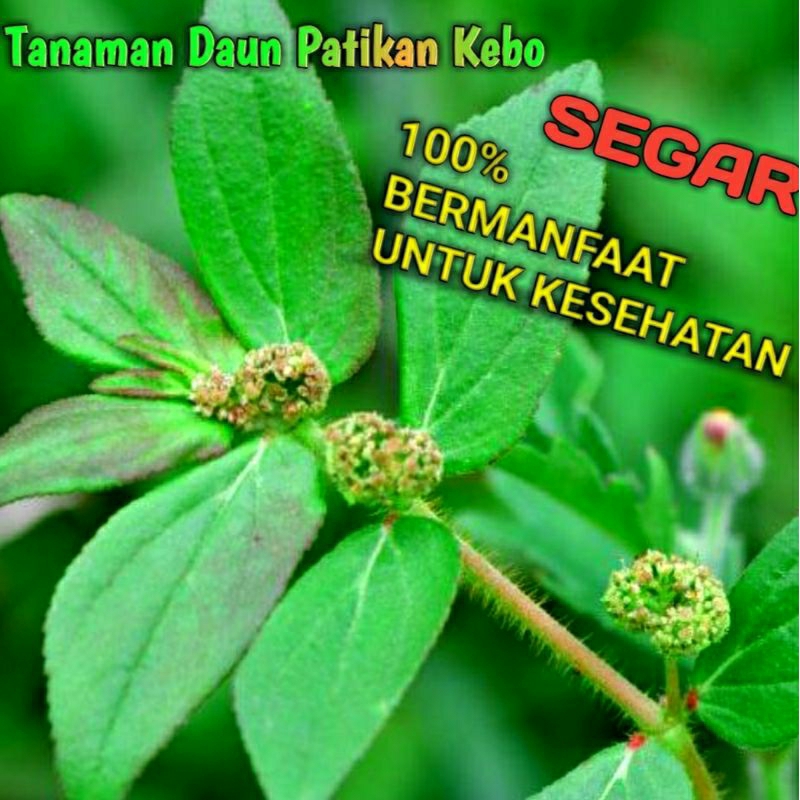 

Daun Tanaman Herbal Patikan Kebo 200Gram