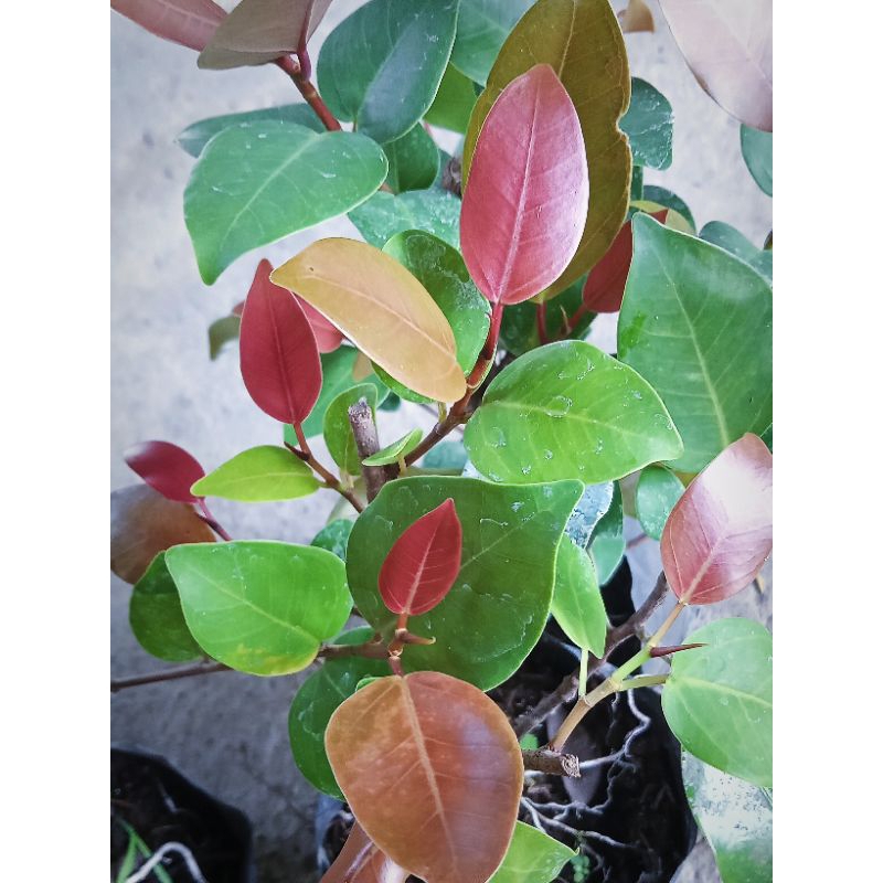 Tanaman Beringin Merah / Beringin Iprik, Bahan Bonsai