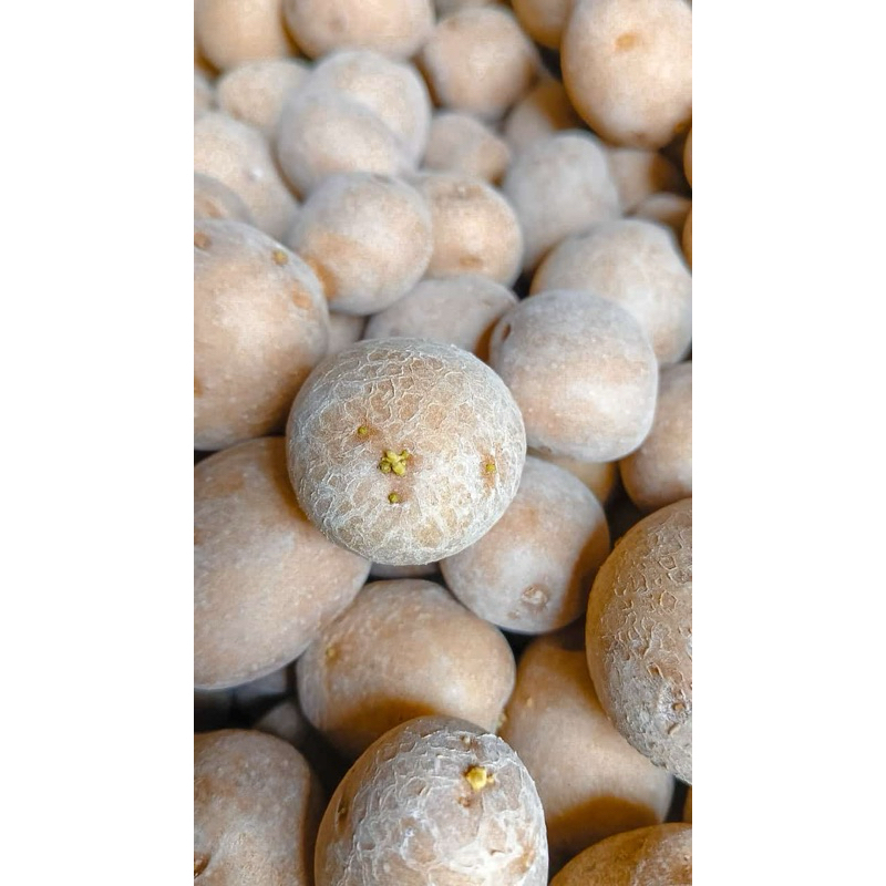 Benih kentang G2 Granola L dan MZ