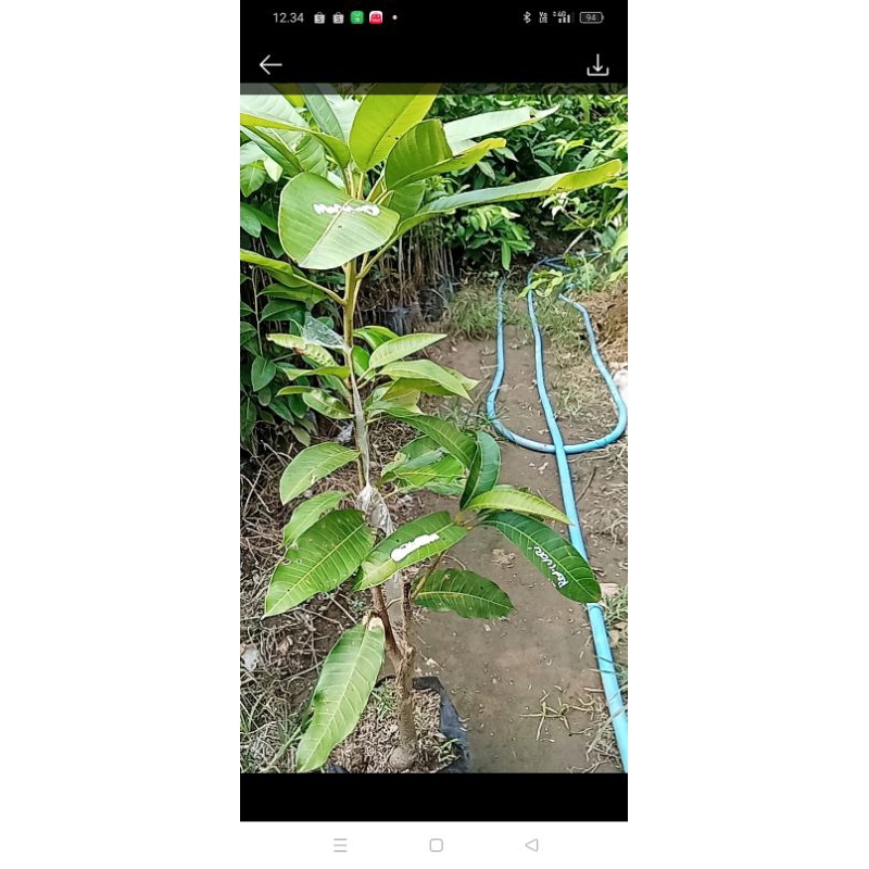 Bibit mangga 2dimensi 1pohon 2jenis