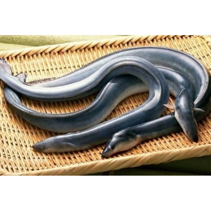 Replika Bibit Ikan Sidat 12-17cm (Anguilla Bicolor) || Garansi Hidup