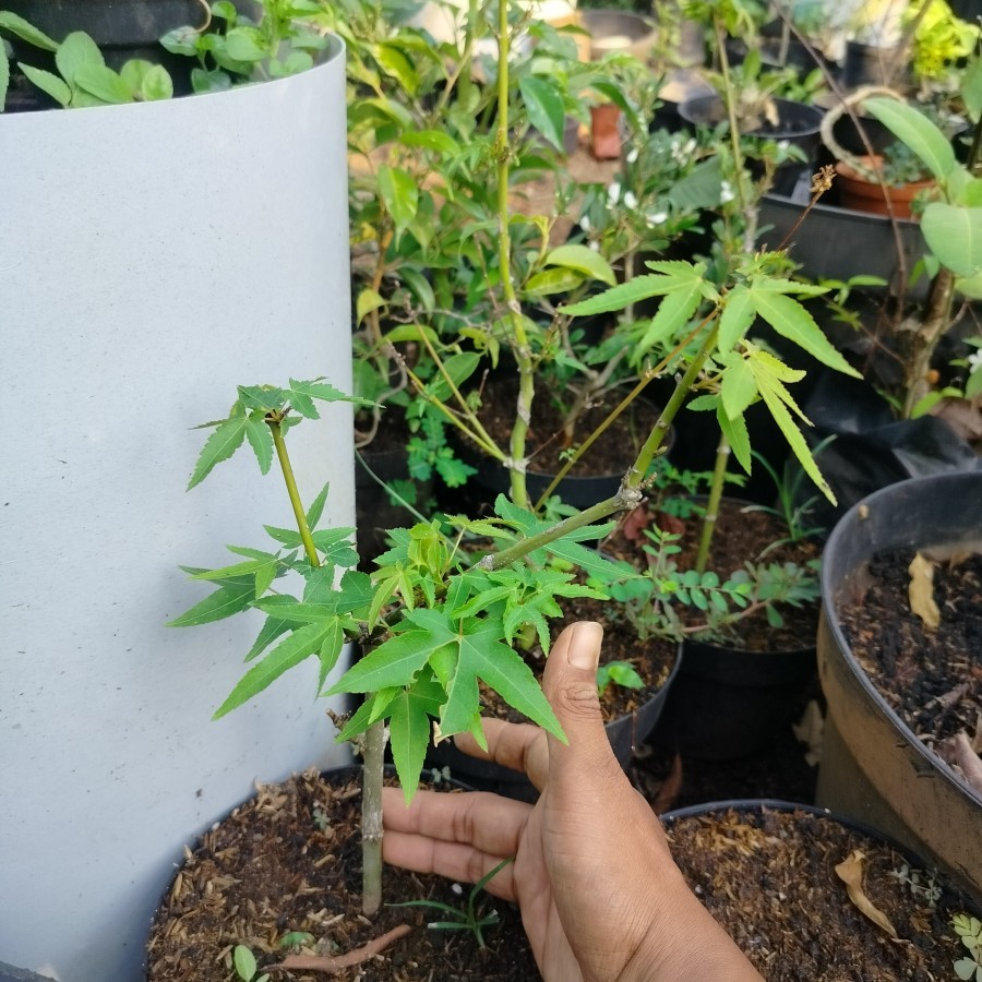 BIBIT BONSAI maple japanese Tanaman import bahan bonsai