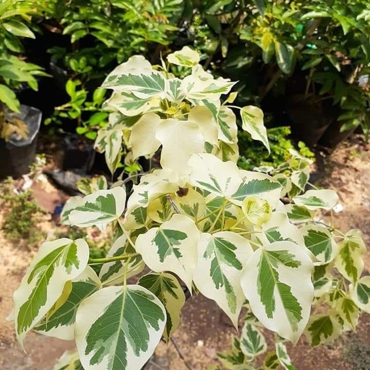 BIBIT BONSAI IMPORT Tanaman Hias Ficus Rumphi Variegata daun putih cantik bagus dan cakep