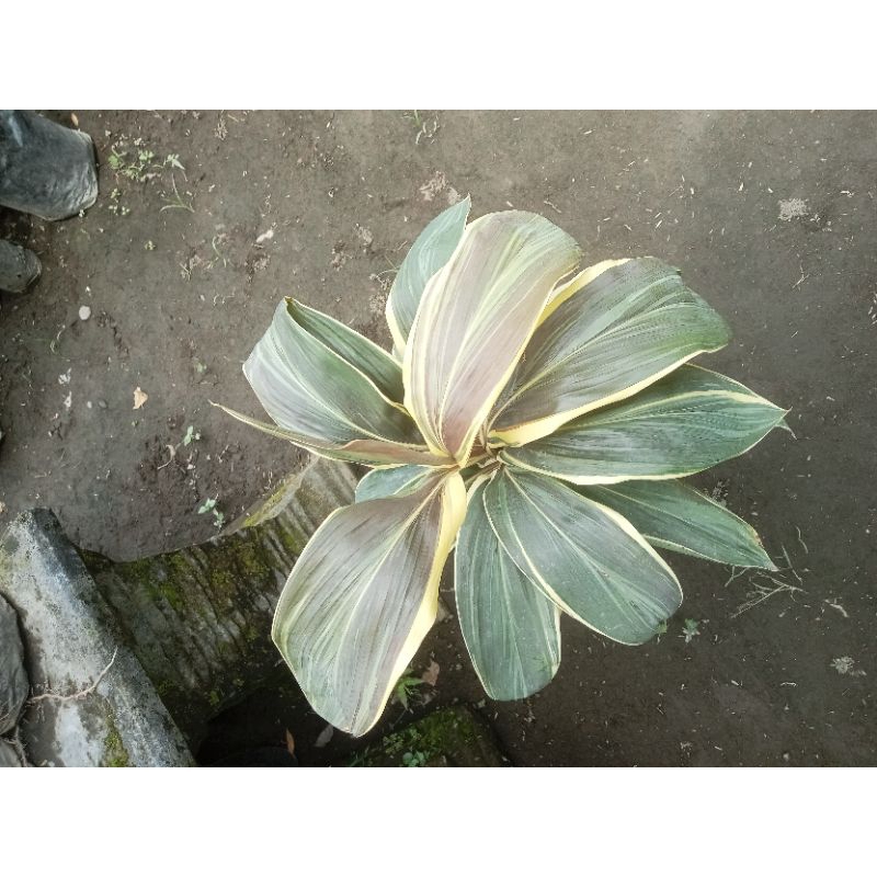 andong sultan/andong fariegata