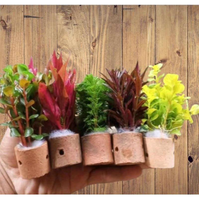 Paket Tanaman Aquascape - Paket Campur Tanaman Aquascape - Paket Tanaman Aquarium Isi 5 Pot - Paket 