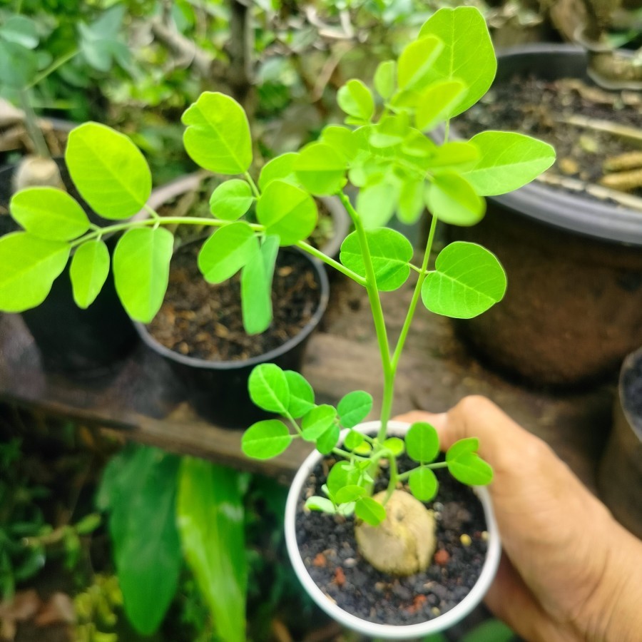 BIBIT BONSAI IMPORT Tanaman Unik Kelor Caudex bahan bonsai cantik