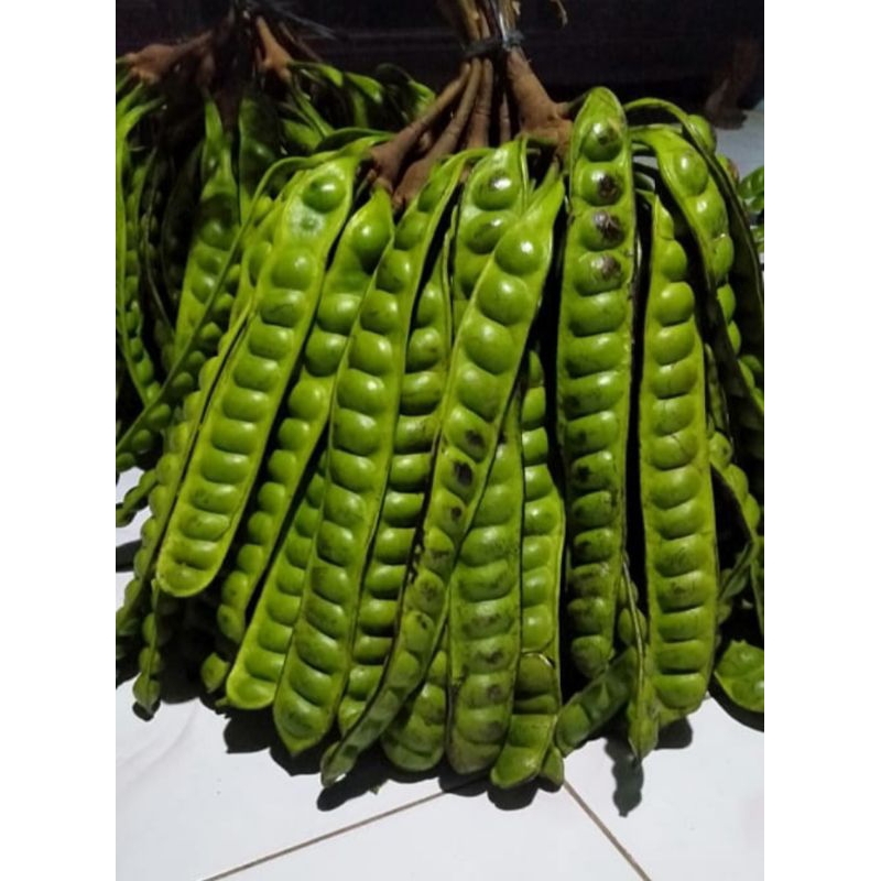 

Pete petai super murah fresh baru petik