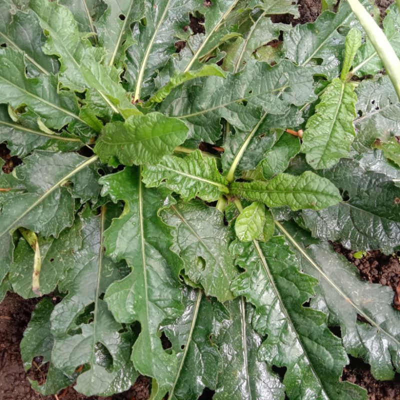 

daun tapak Liman segar dan fresh di cabut daunnya sama akarnya 1tanaman