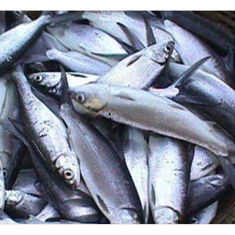 

ikan bandeng segar 2 ekor