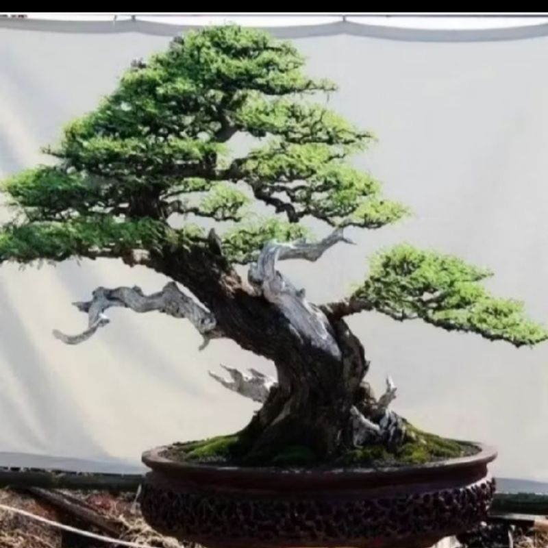 biji benih pohon Arabika atau Klampis hitam bahan bonsai isi 10 butir
