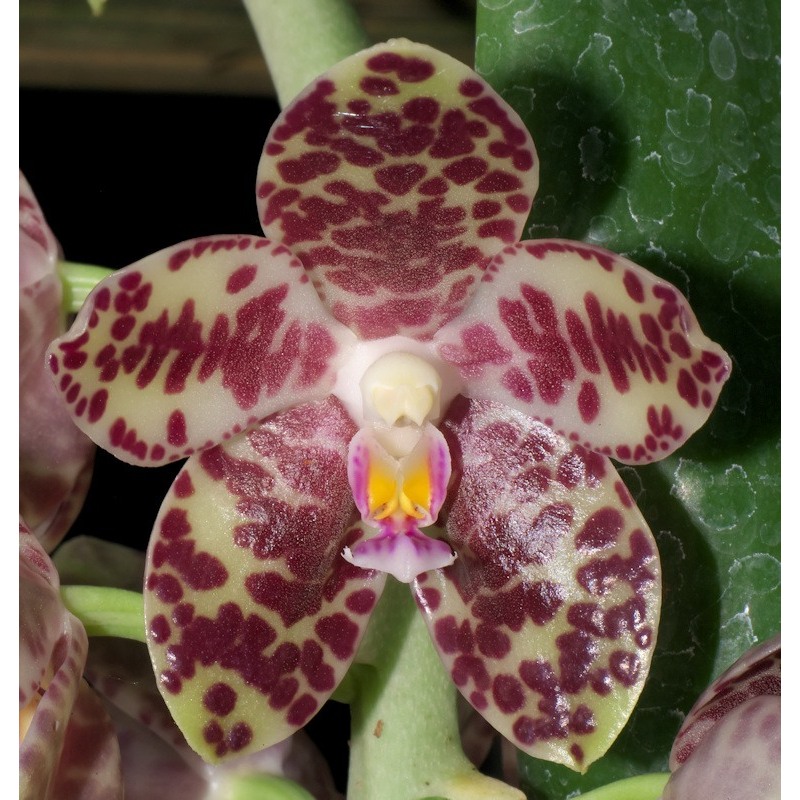 Anggrek Phalaenopsis gigantea