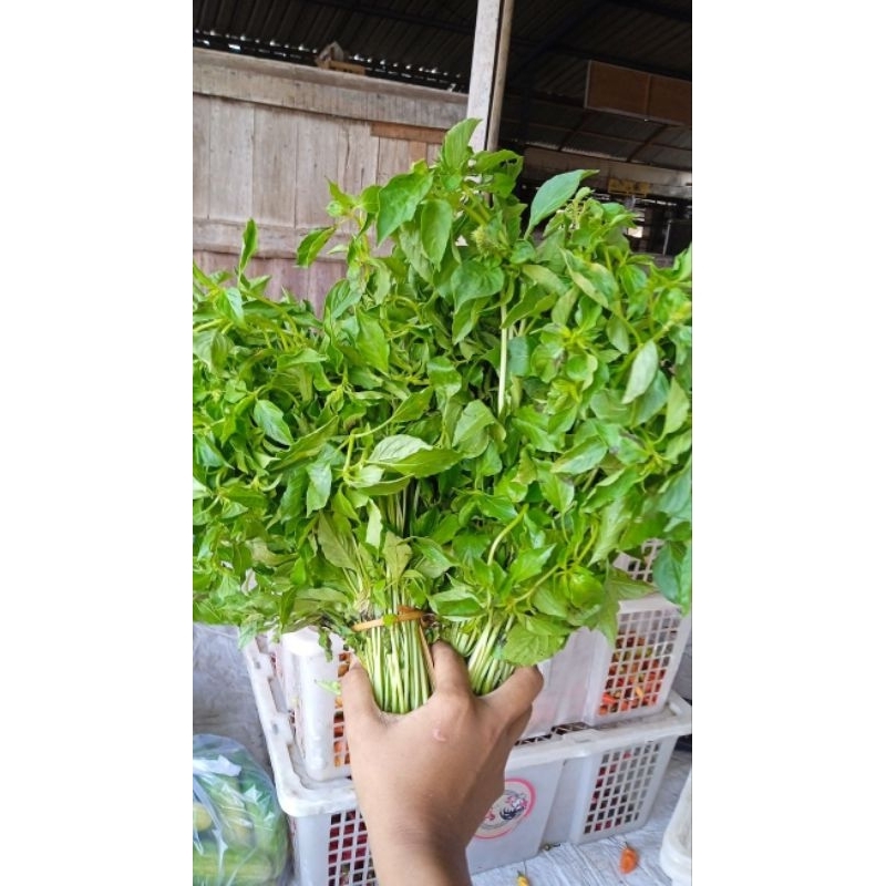 

KEMANGI FRESH +-100G