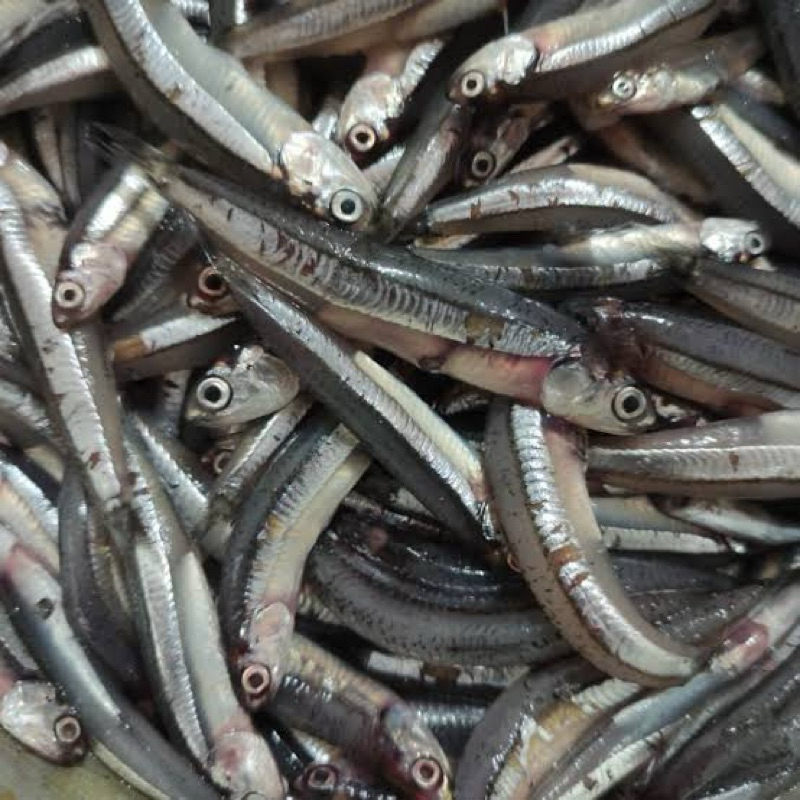 

ikan mairo