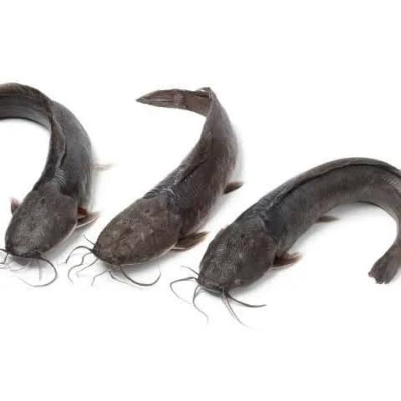 

Ikan Lele