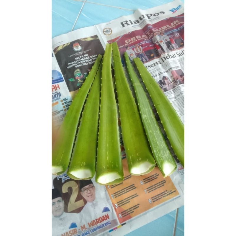 

Lidah Buaya/Pelepah Lidah Buaya ukuran mini 1 kg
