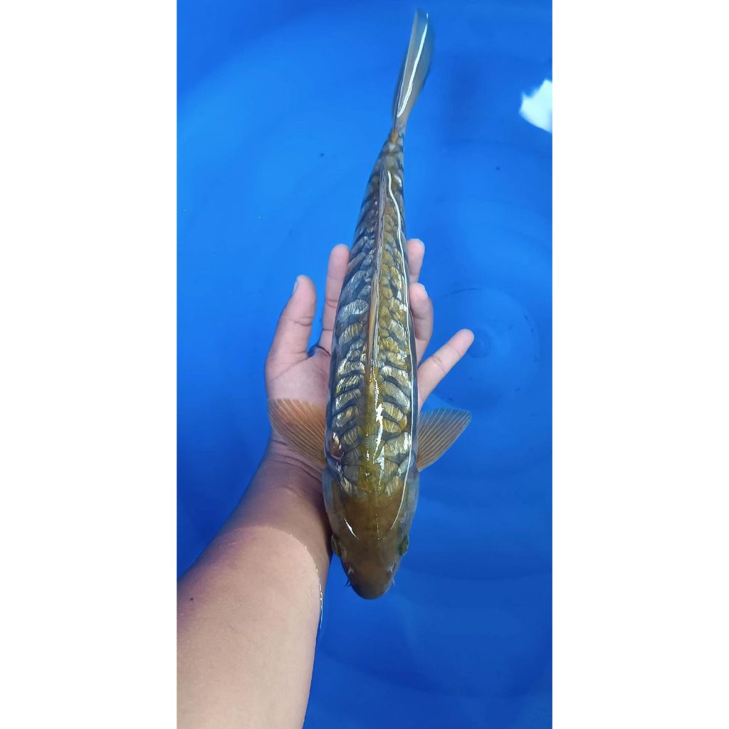 IKAN HIAS KOI BLITAR KOHAKU SANKE CANTIK 10-15cm
