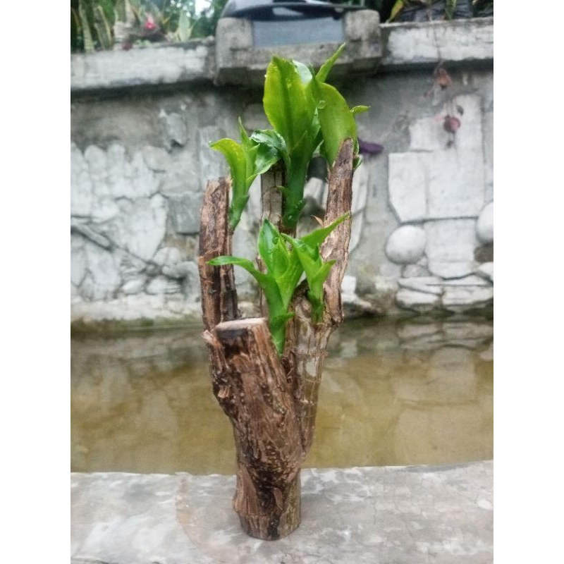 HANJUANG hijau bonsai