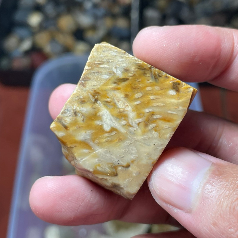 bahan bongkahan batu akik asli natural fosil palem asem unik