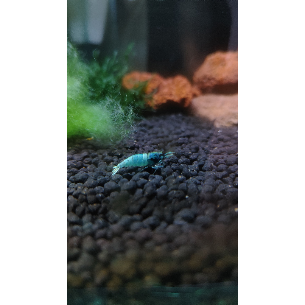 Udang Hias Blue Bolt / Caridina Shrimp / Udang Aquascape