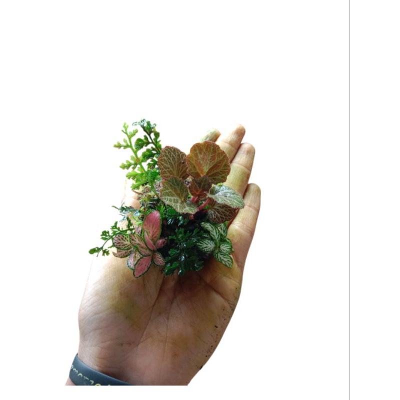 ornament wolbitis heteroclita difformis mix fittonia media batu lavarock