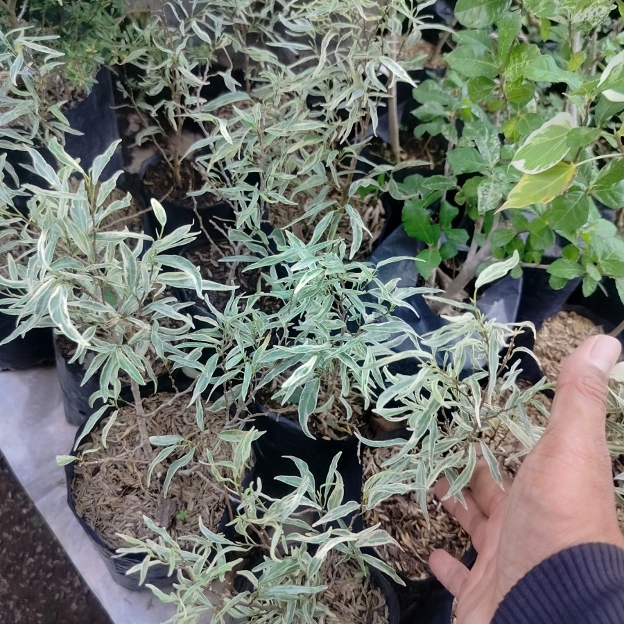 BIBIT BONSAI IMPORT BIBIT TANAMAN HIAS IMPORT LANGKA Beringin Arjuna variegata/Ficus Benjamina varia