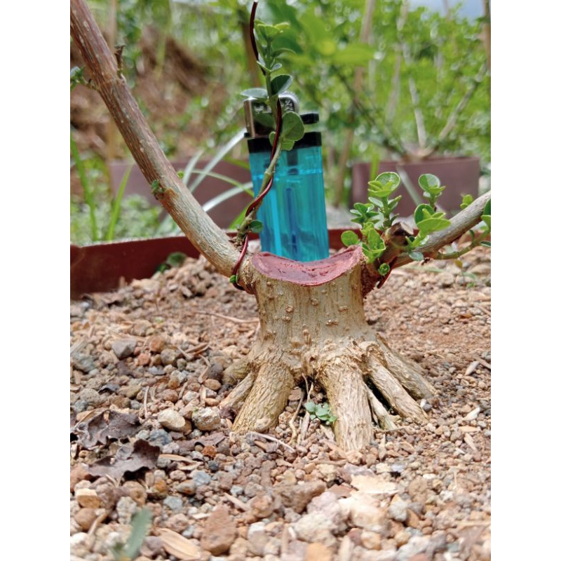 Bahan Bonsai Sancang Mame The Max Prokar Program Akar Realpict Sesuai Foto