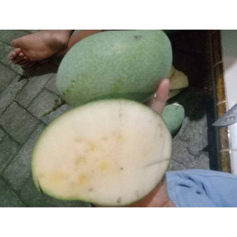 

mangga manalagi rujakan